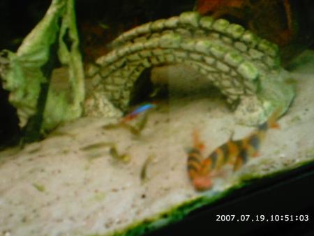 mes poissons