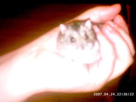 Bijou