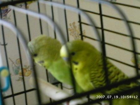 oiseaux